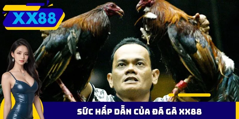 Sức hấp dẫn của đá gà XX88